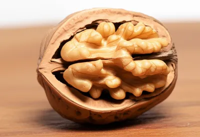 Illustration walnuts - Image 1