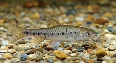 Illustration goby - Image 1