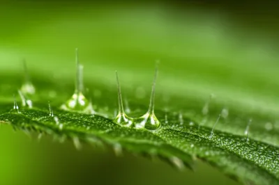 Illustration stings - Image 1