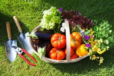 Illustration trugs - Image 1