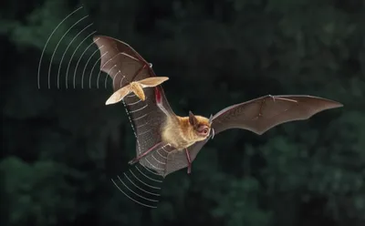 Illustration echolocation