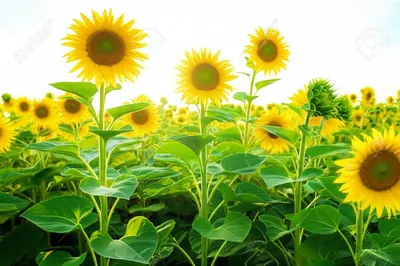 Illustration smiled - Image 1