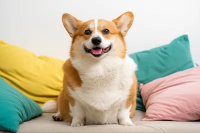 Illustration podgy - Image 1