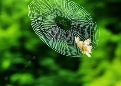 Illustration hangs - Image 1