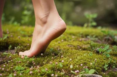 Illustration plants - Image 1