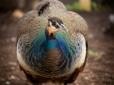 Illustration peahens - Image 1