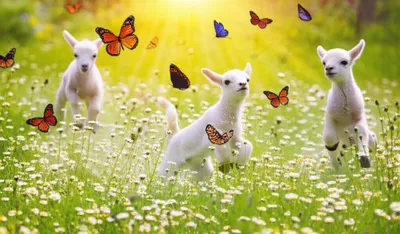 Illustration frisky - Image 1