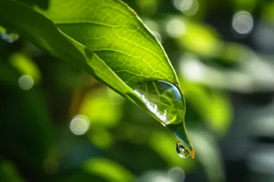 Illustration lucent - Image 1