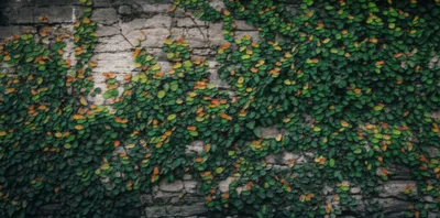 Illustration crept - Image 1