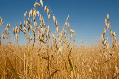 Illustration oat - Image 1