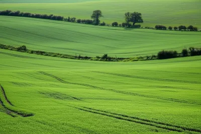 Illustration yard - Image 1