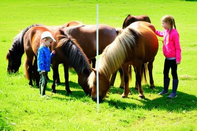 Illustration ponies - Image 1