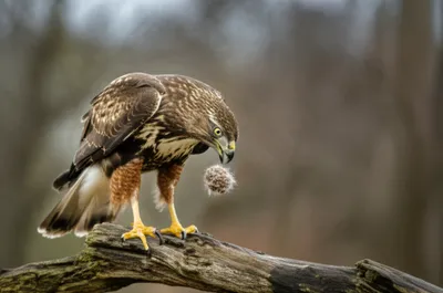 Illustration casting - Image 1