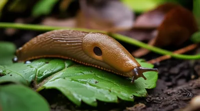 Illustration slug - Image 1