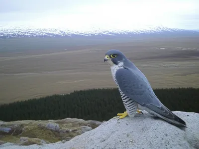 Illustration merlin - Image 1