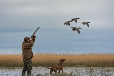 Illustration fowling - Image 1