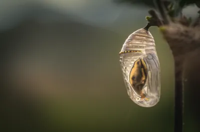 Illustration larval - Image 1