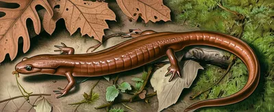 Illustration salamanders