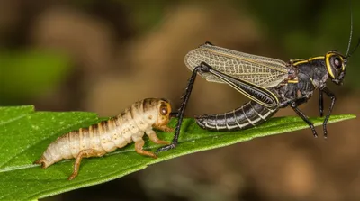 Illustration nymph - Image 1