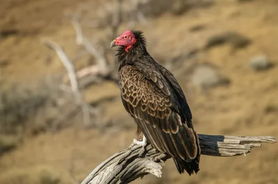 Illustration redhead - Image 1