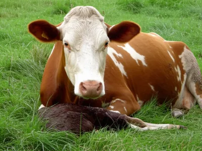 Illustration throws - Image 1