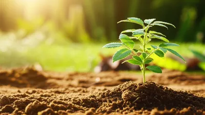 Illustration naturalized - Image 1