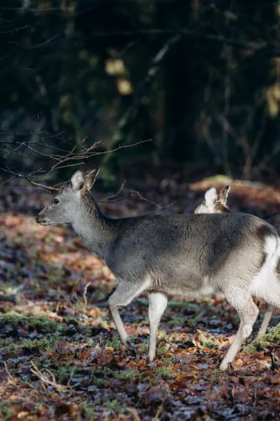 Illustration roes - Image 2