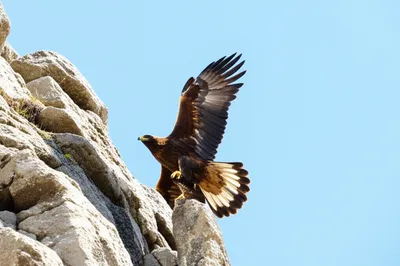 Illustration hove - Image 1