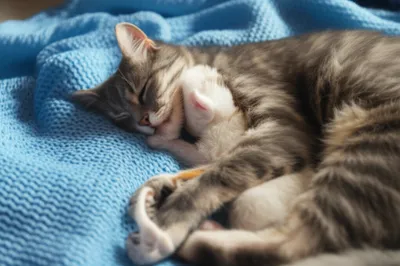 Illustration mammary - Image 1