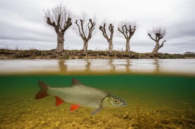 Illustration pollard - Image 1