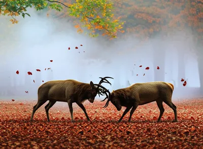 Illustration rutting - Image 1