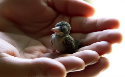 Illustration coddle - Image 1