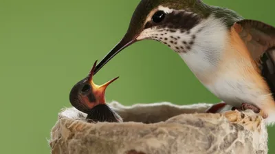 Illustration littler - Image 1