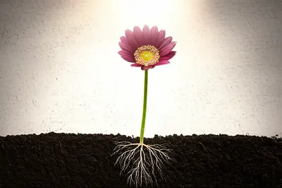 Illustration propels - Image 1