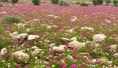 Illustration overspread