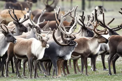 Illustration reindeer - Image 1