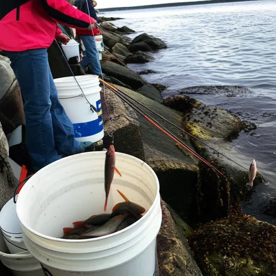 Illustration cunners - Image 1