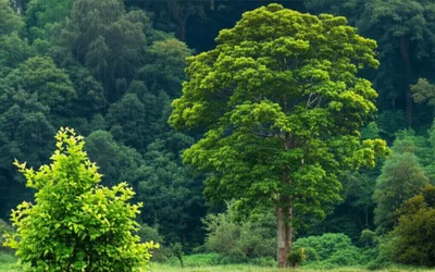 Illustration greaves - Image 1