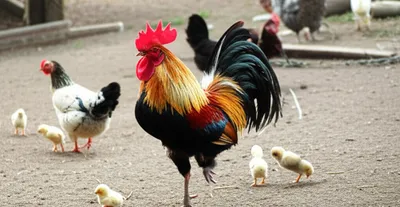 Illustration struts - Image 1