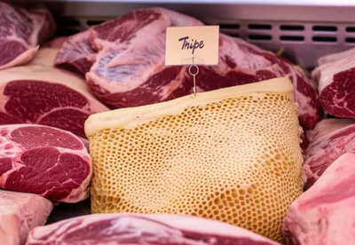 Illustration omasum - Image 1