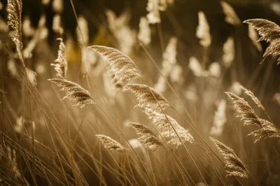 Illustration tongues - Image 1