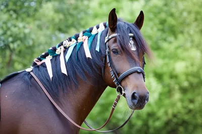 Illustration trap - Image 1