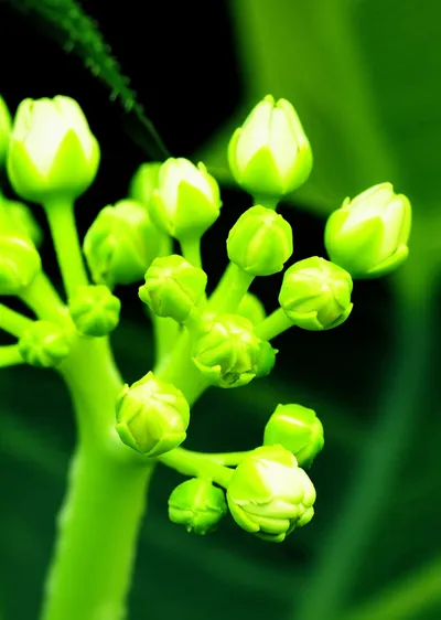 Illustration blooms - Image 1