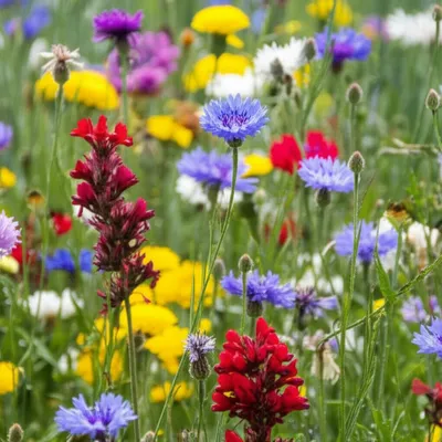 Illustration centaurea - Image 1