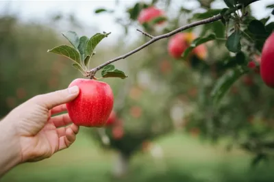 Illustration snag - Image 1