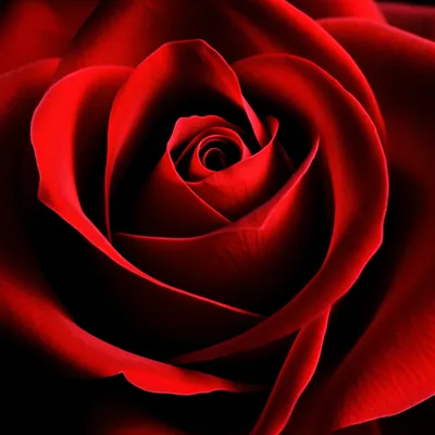 Illustration crimson - Image 1