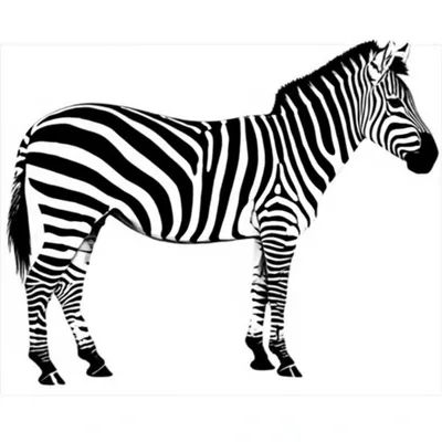 Illustration stripe - Image 1