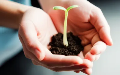 Illustration protection - Image 1