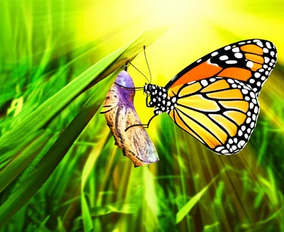 Illustration reappearance