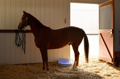 Illustration stabled - Image 1